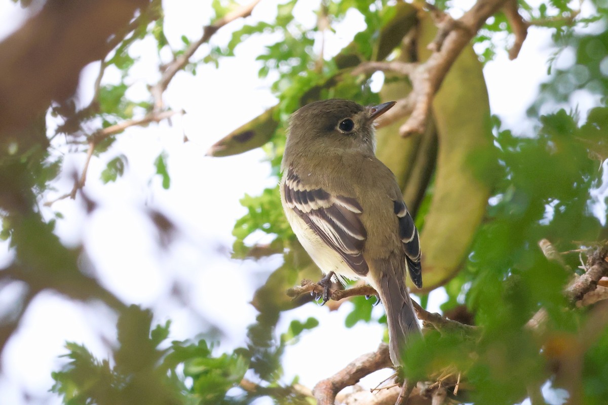 Least Flycatcher - ML627748326