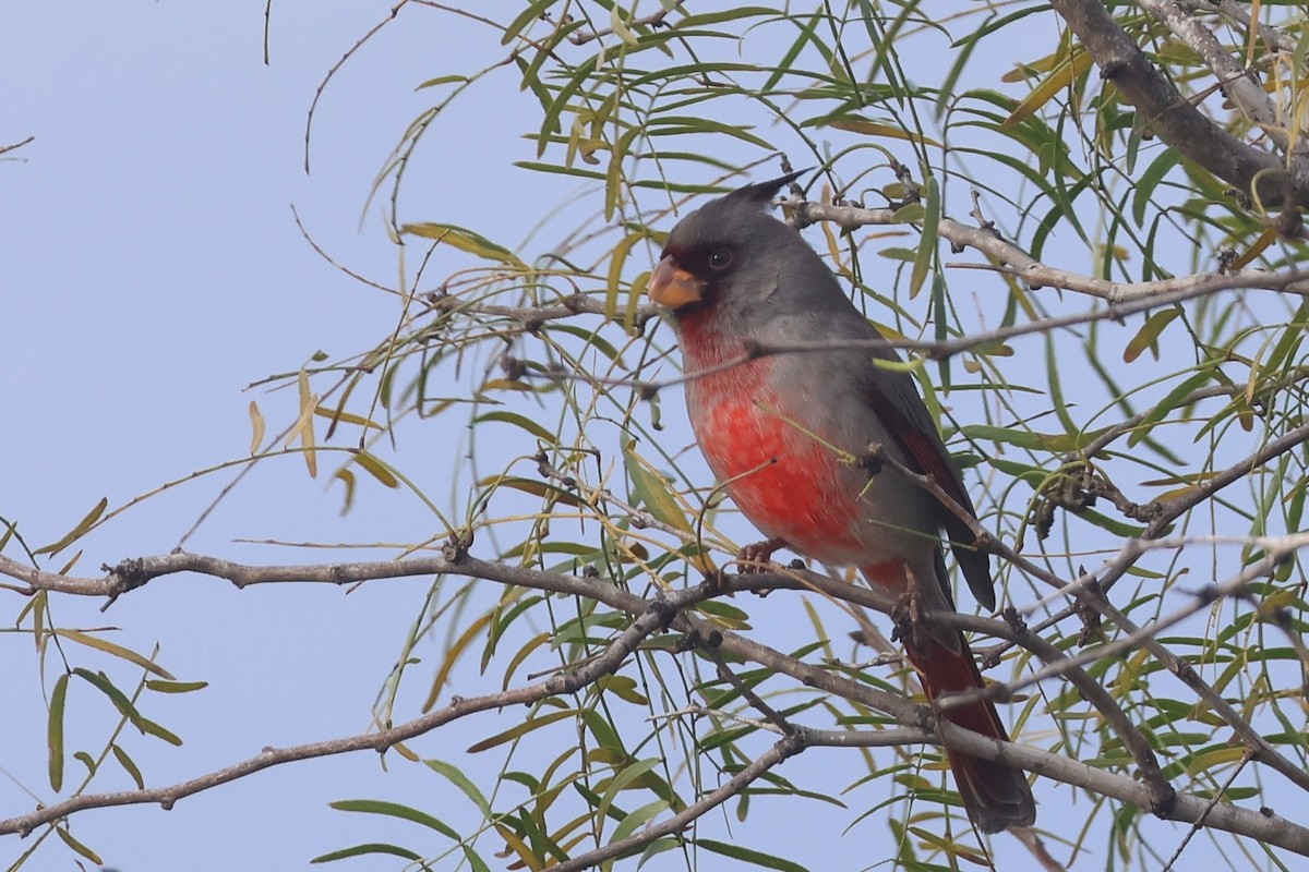 Pyrrhuloxia - ML627748353