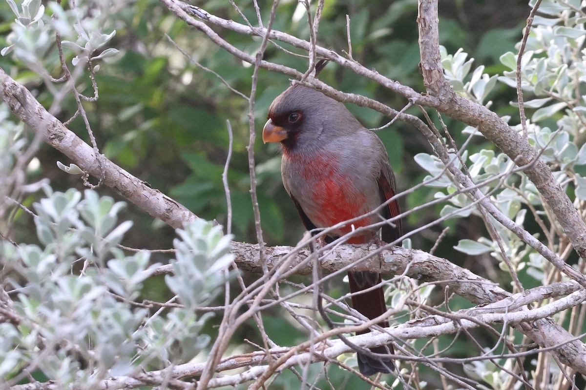 Pyrrhuloxia - ML627748354