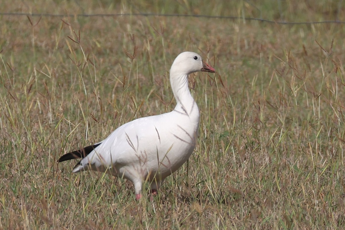 Snow Goose - ML627748382