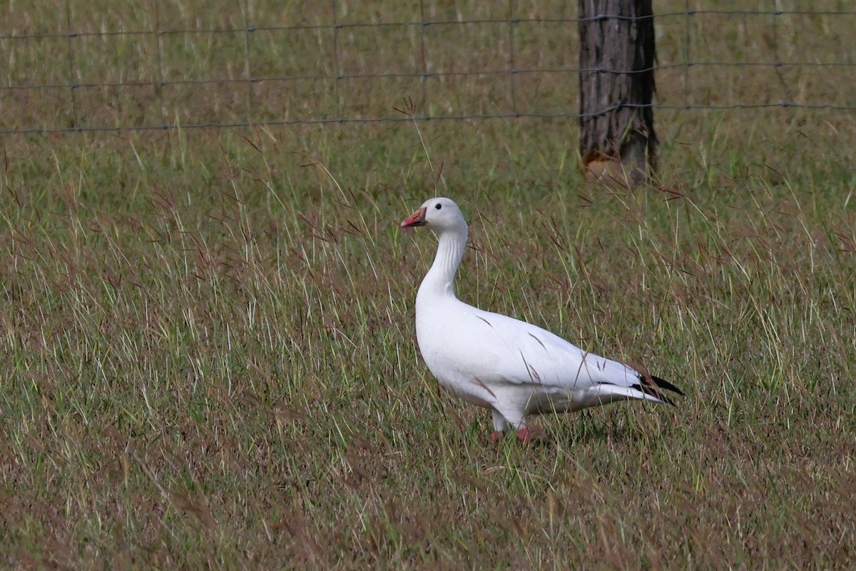 Snow Goose - ML627748383