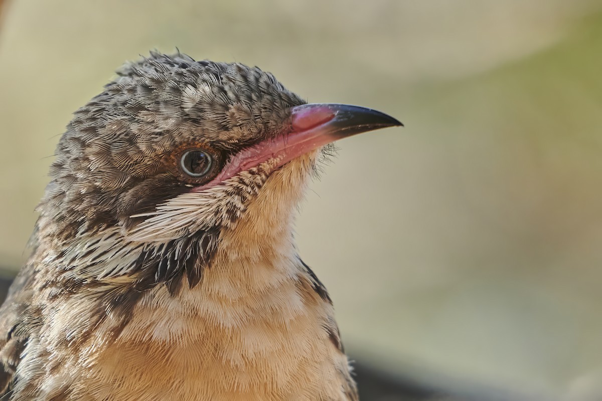 EBird Checklist 18 Dec 2024 Kinchina Conservation Park 15 Species