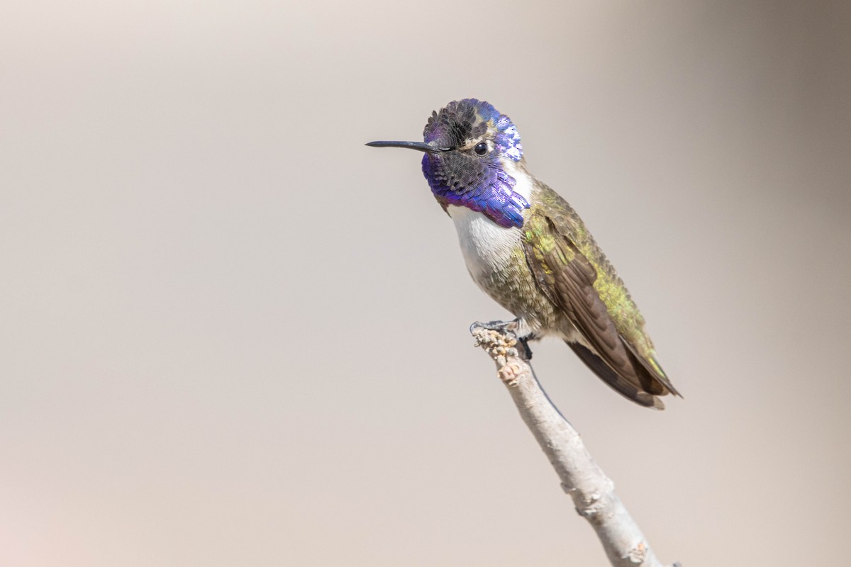 Costa's Hummingbird - ML627748477