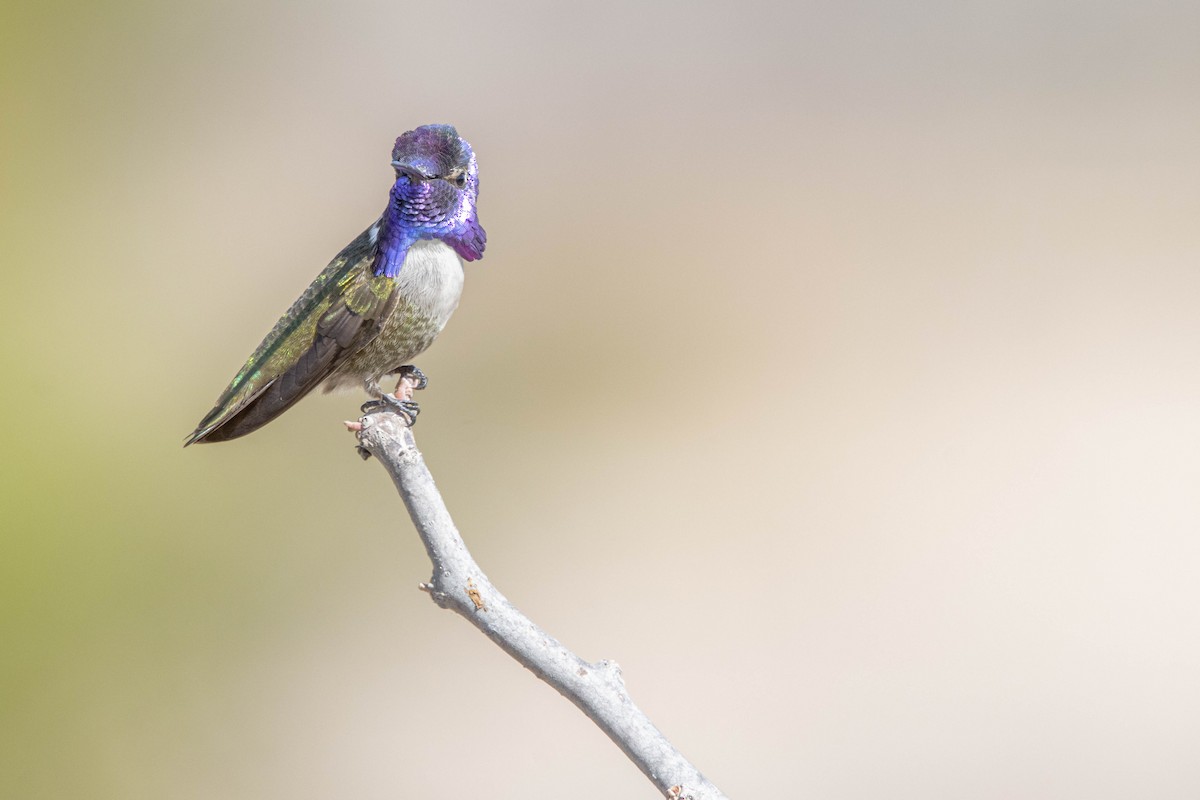 Costa's Hummingbird - ML627748494