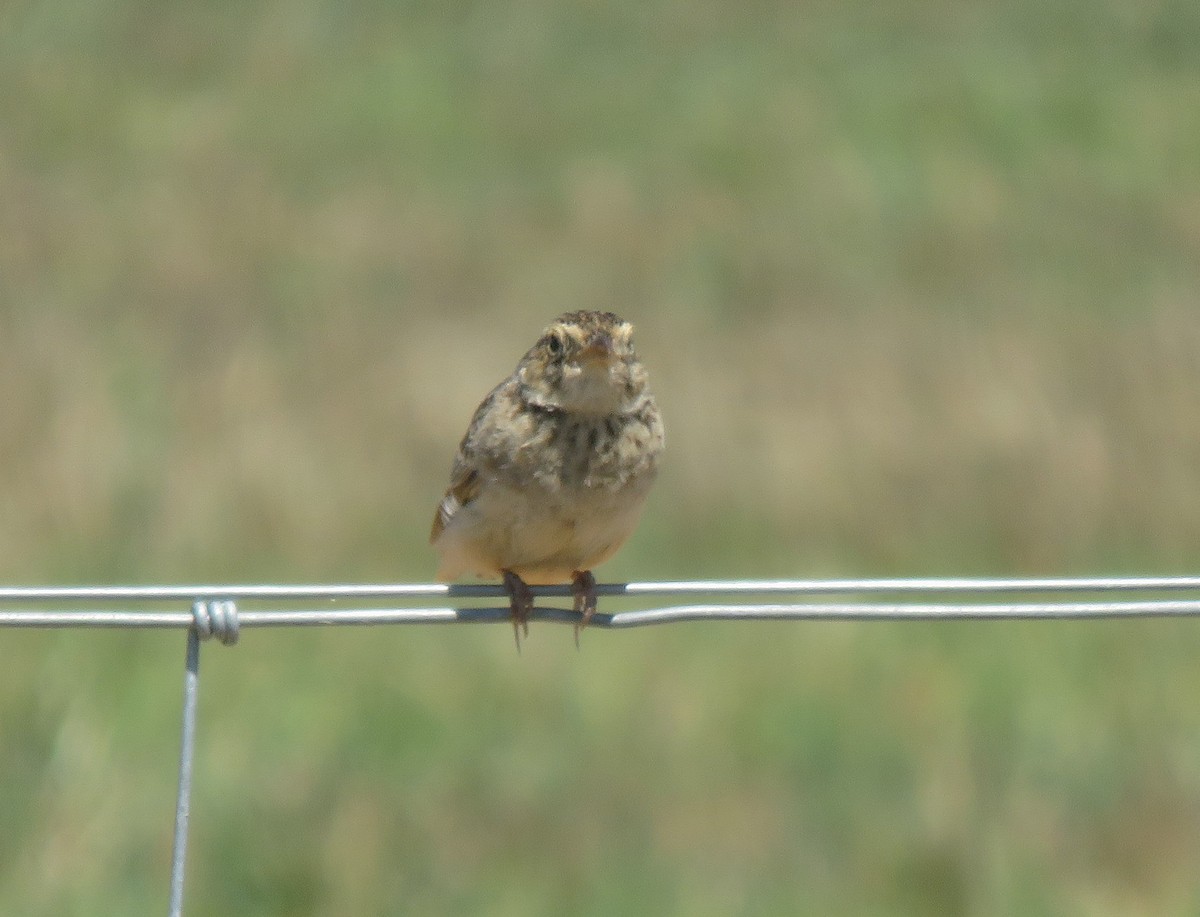 Singing Bushlark - ML627748496