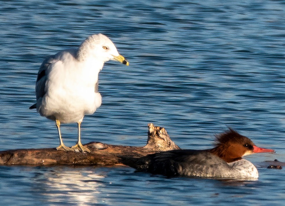 Gänsesäger - ML627748541