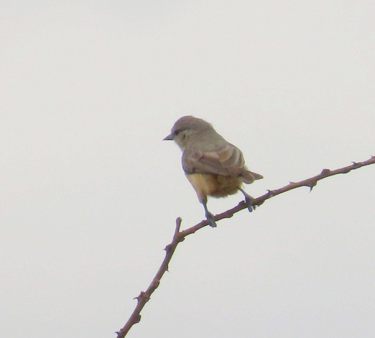 African Penduline-Tit (Buff-bellied) - ML627748711