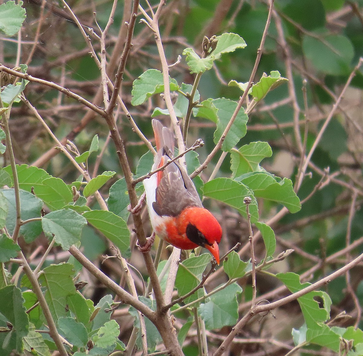 Red-headed Weaver - ML627748724