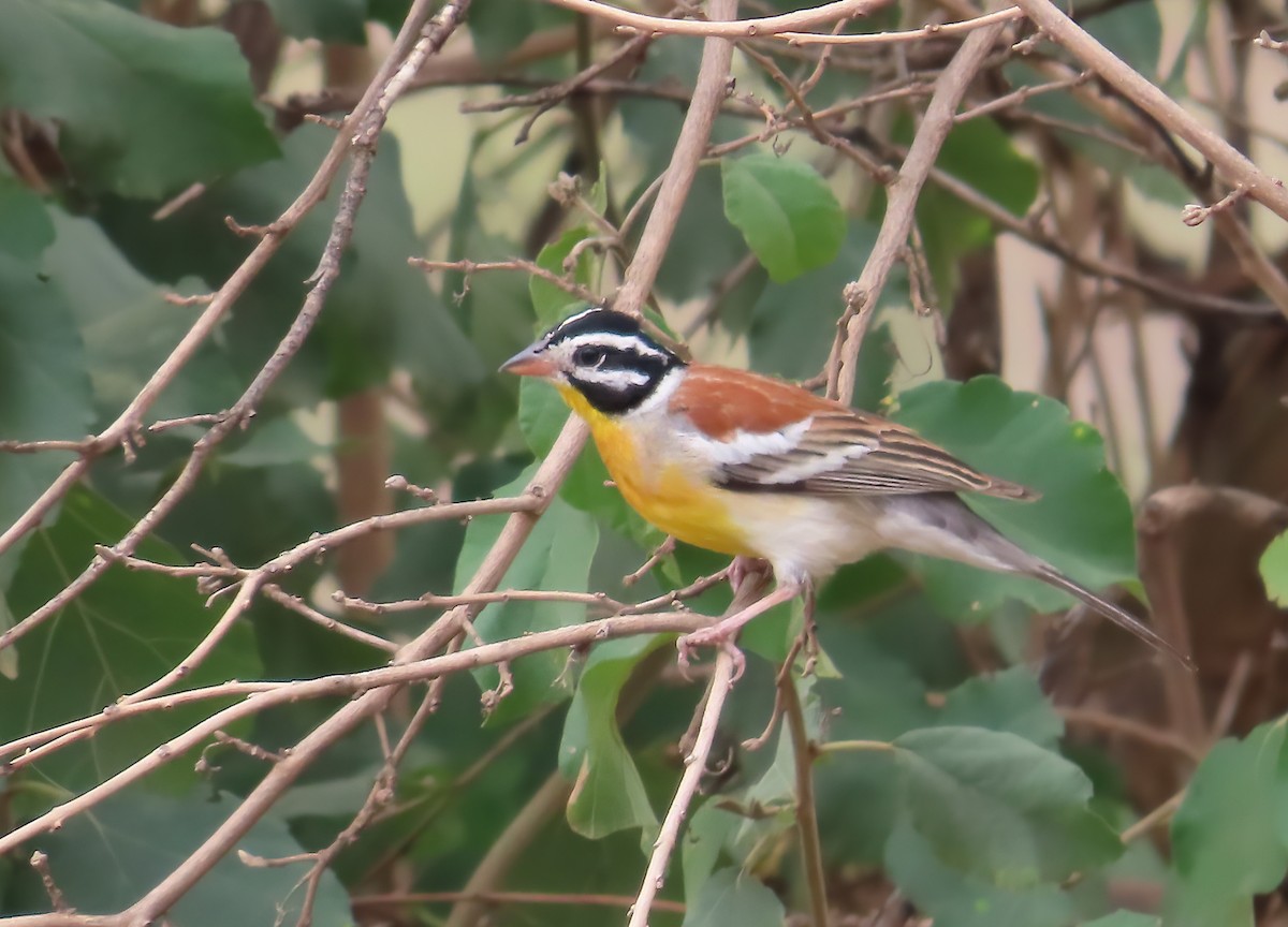 Golden-breasted Bunting - ML627748747