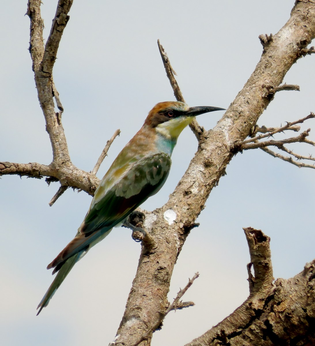 European Bee-eater - ML627748836