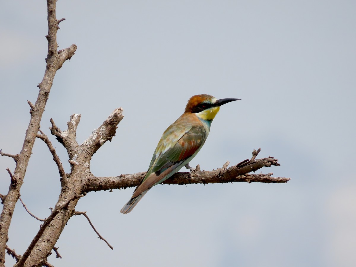 European Bee-eater - ML627748837