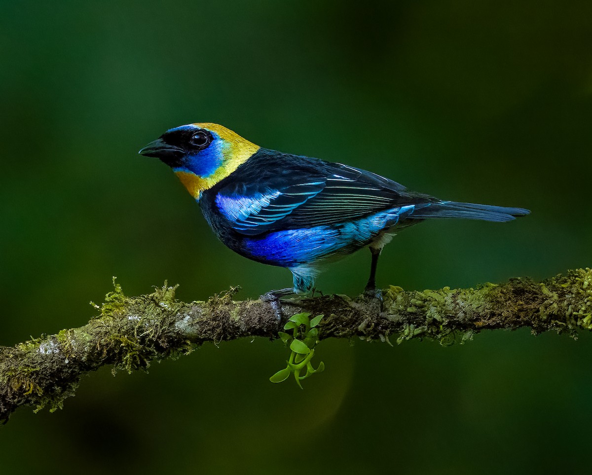 Golden-hooded Tanager - ML627748985