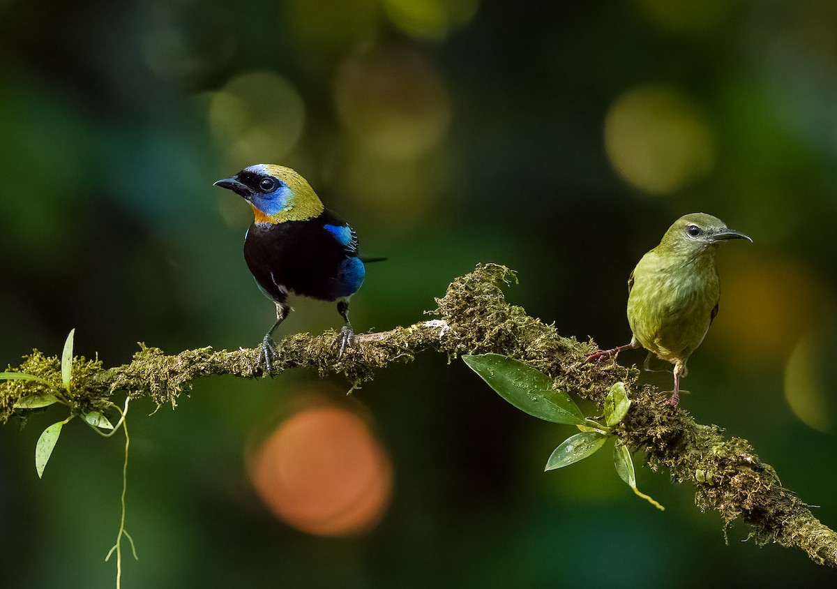 Golden-hooded Tanager - ML627748986