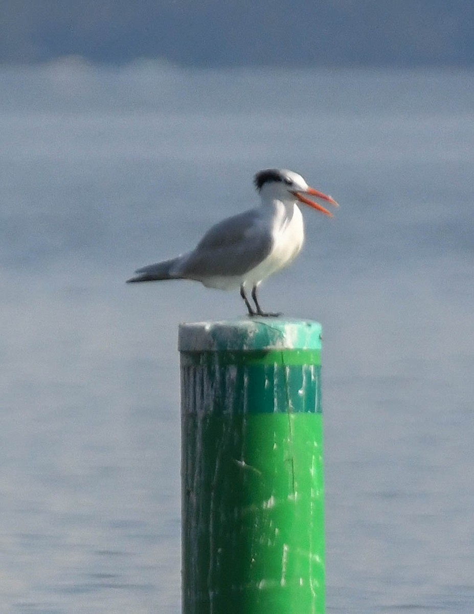 Royal Tern - ML627749075