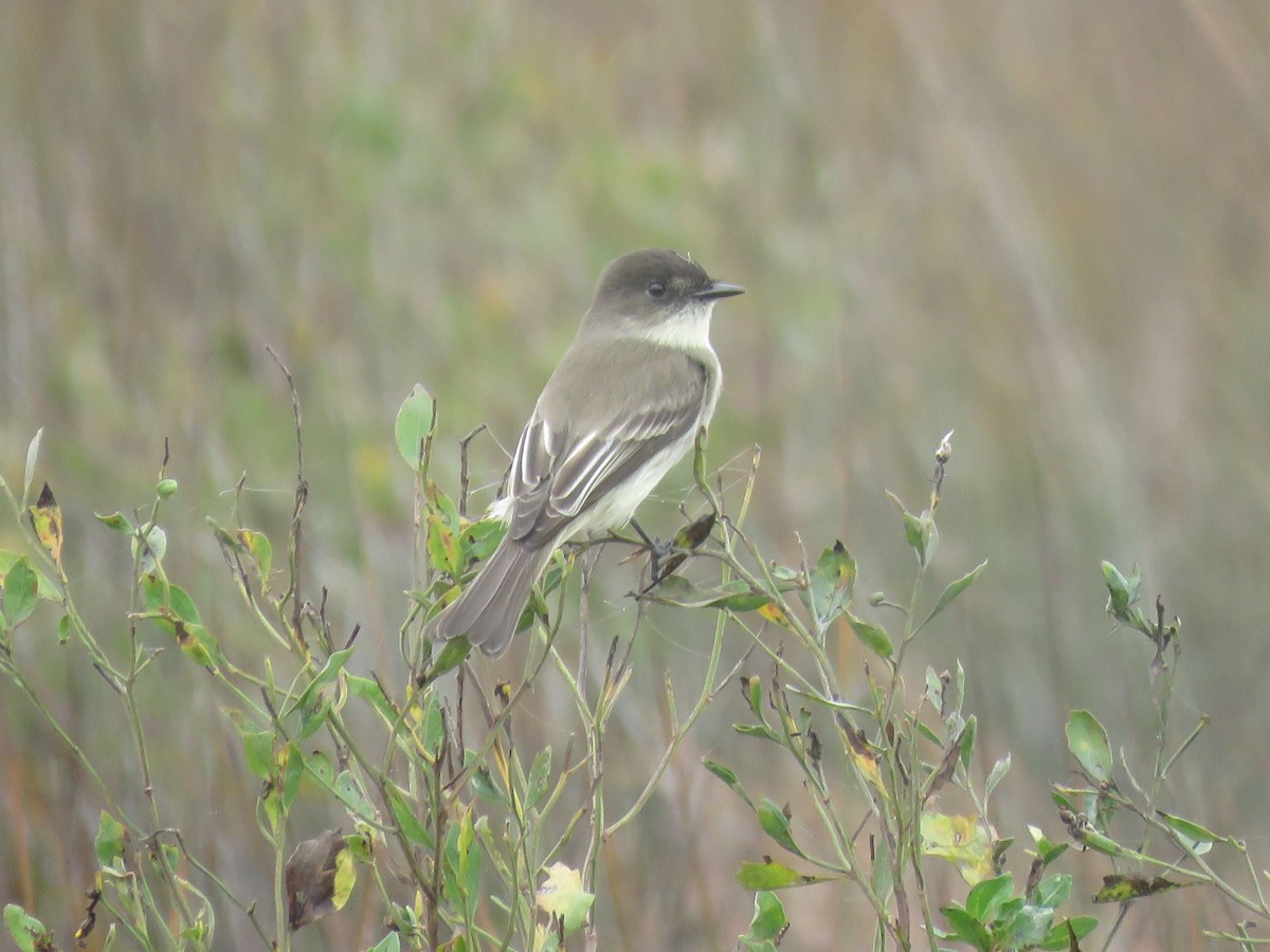 Eastern Phoebe - ML627749088