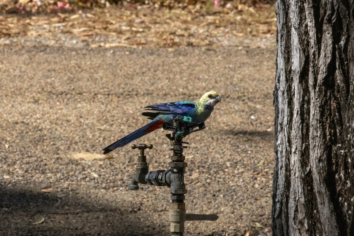 Pale-headed Rosella - ML627749091