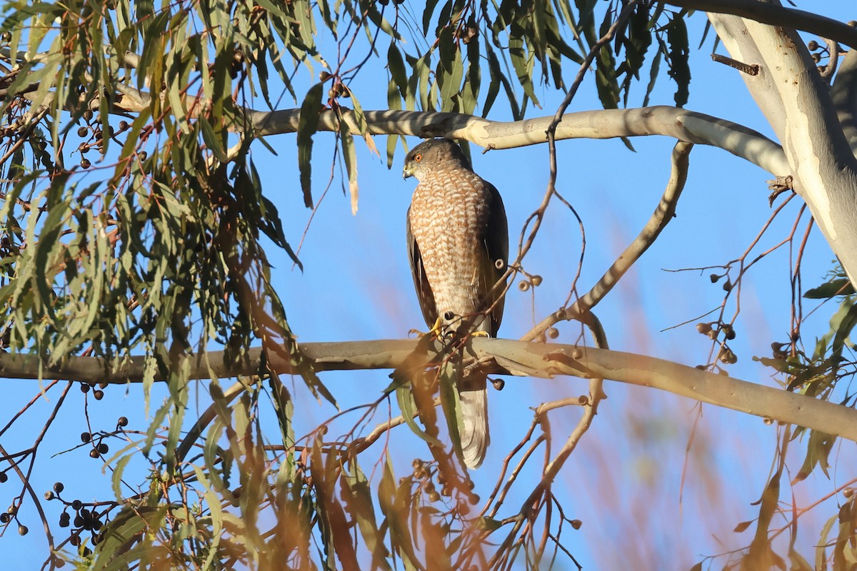 Cooper's Hawk - ML627749122
