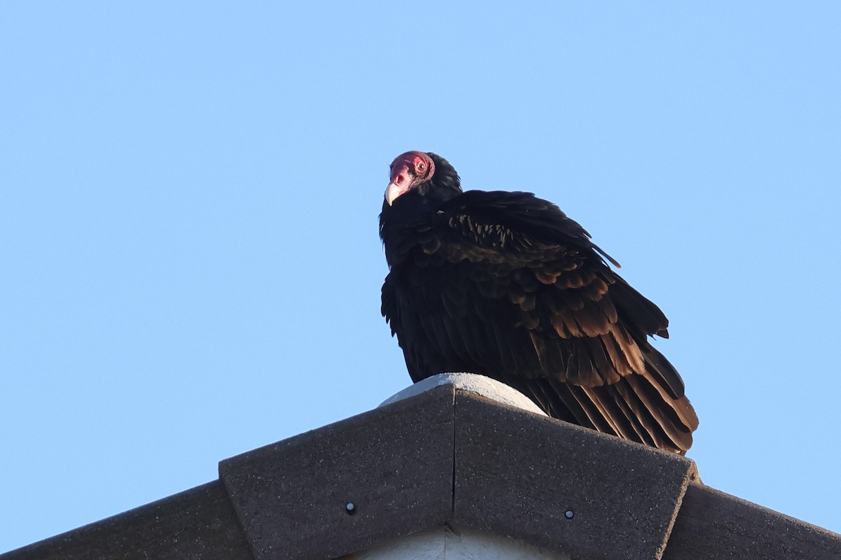Turkey Vulture - ML627749131