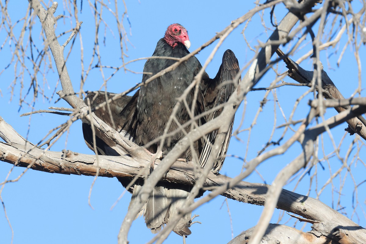 Turkey Vulture - ML627749135