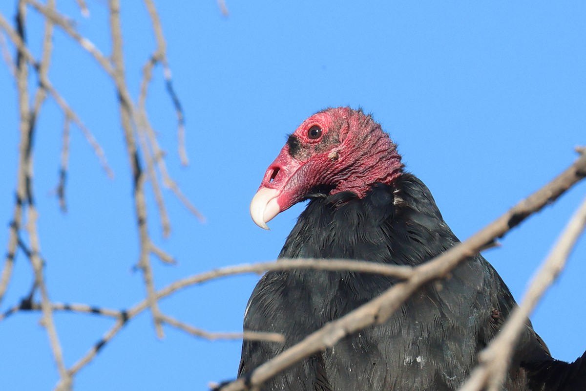 Turkey Vulture - ML627749137