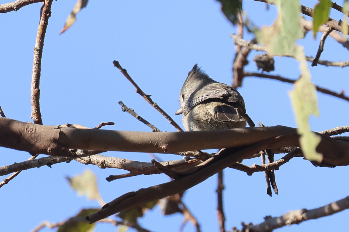 Oak Titmouse - ML627749139