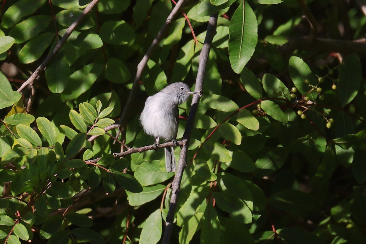 Blue-gray Gnatcatcher - ML627749142