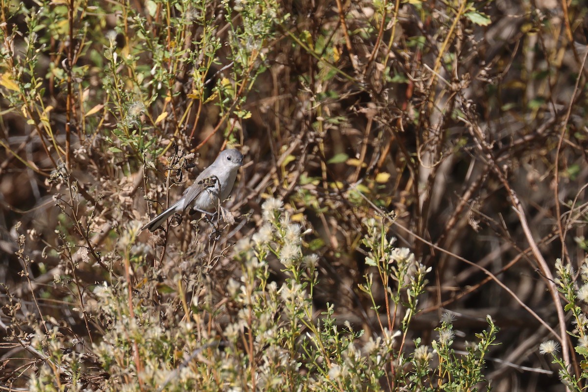 Blue-gray Gnatcatcher - ML627749146