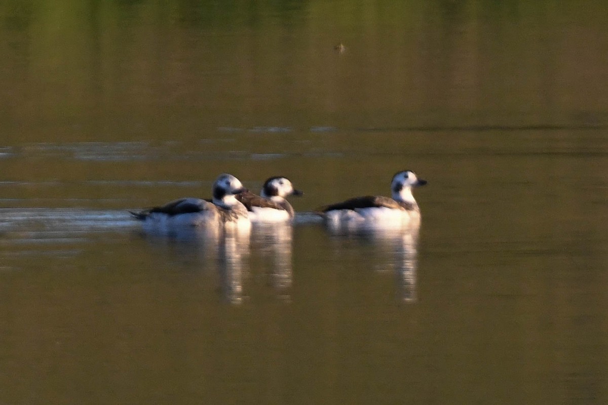 Long-tailed Duck - ML627749240