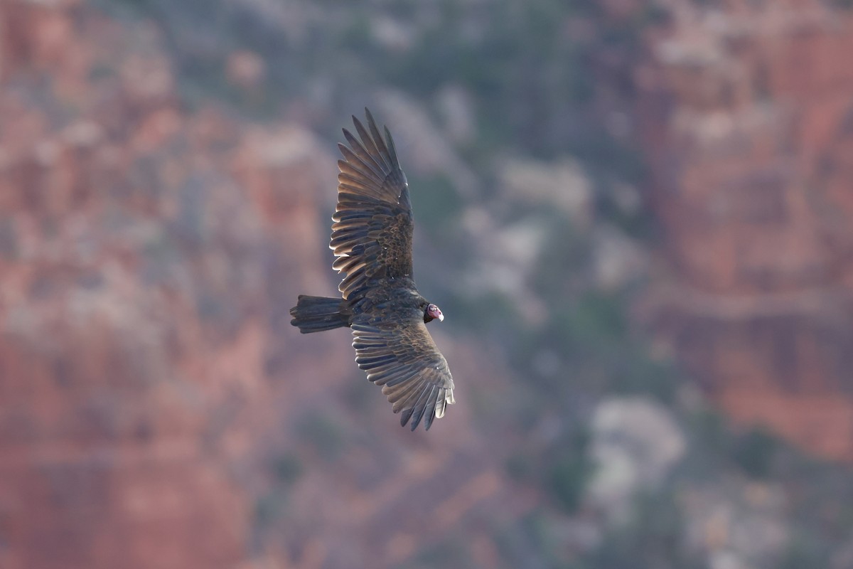 Turkey Vulture - ML627749300