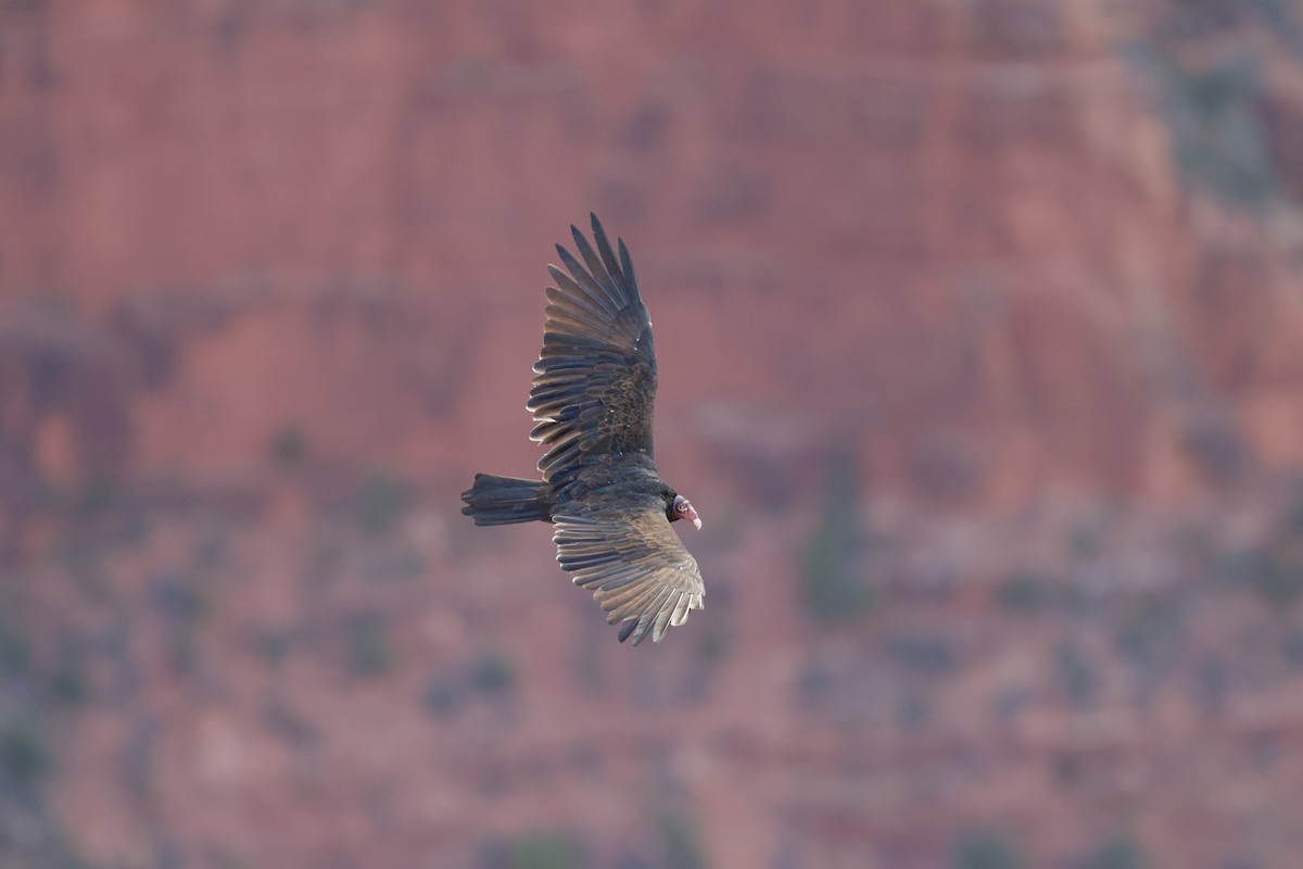 Turkey Vulture - ML627749301