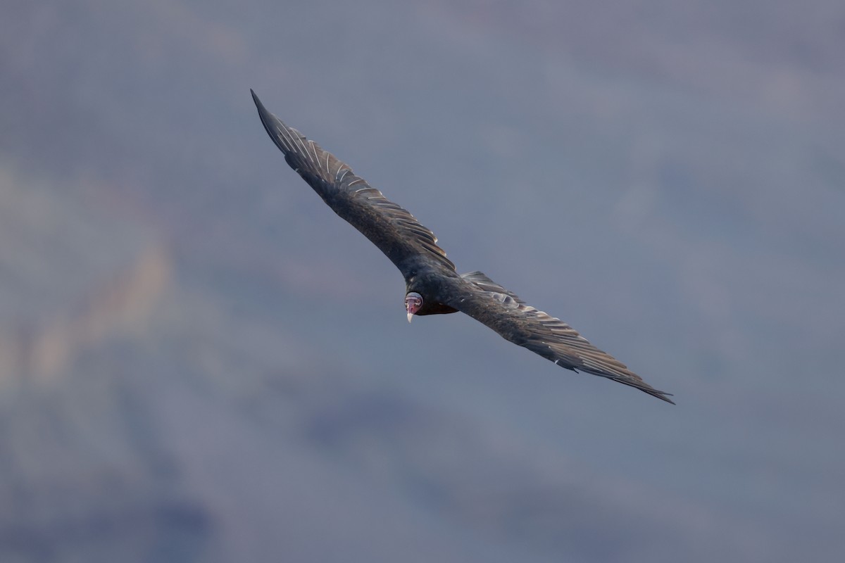 Turkey Vulture - ML627749302