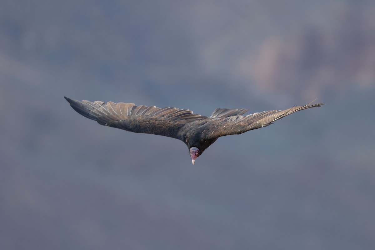 Turkey Vulture - ML627749303