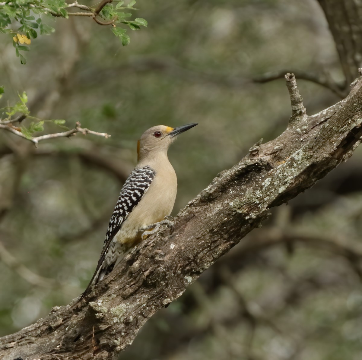 Golden-fronted Woodpecker - ML627749360