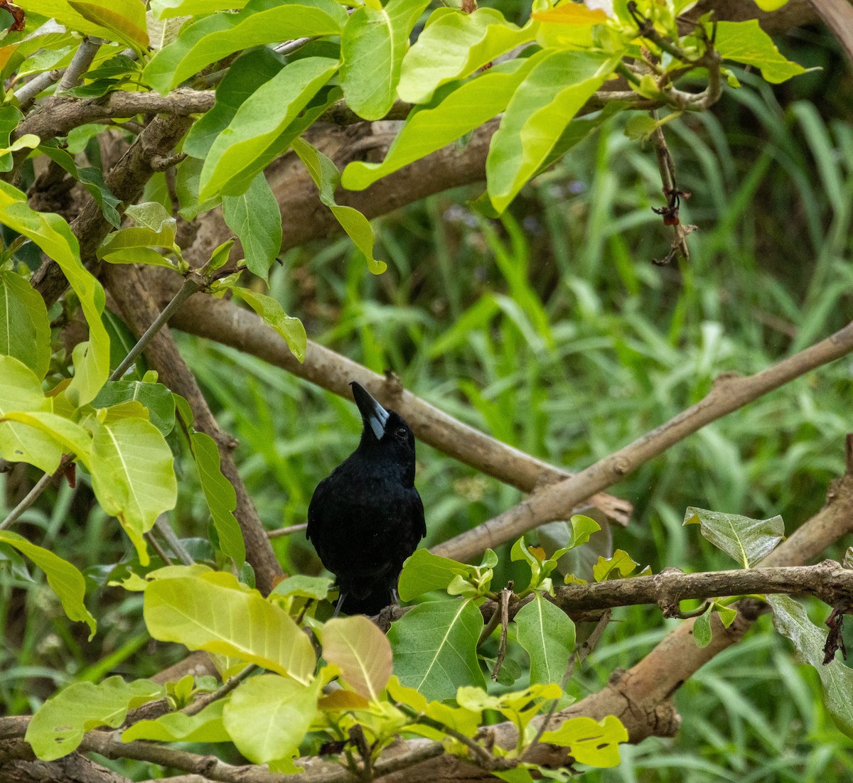 Black Butcherbird - ML627749482