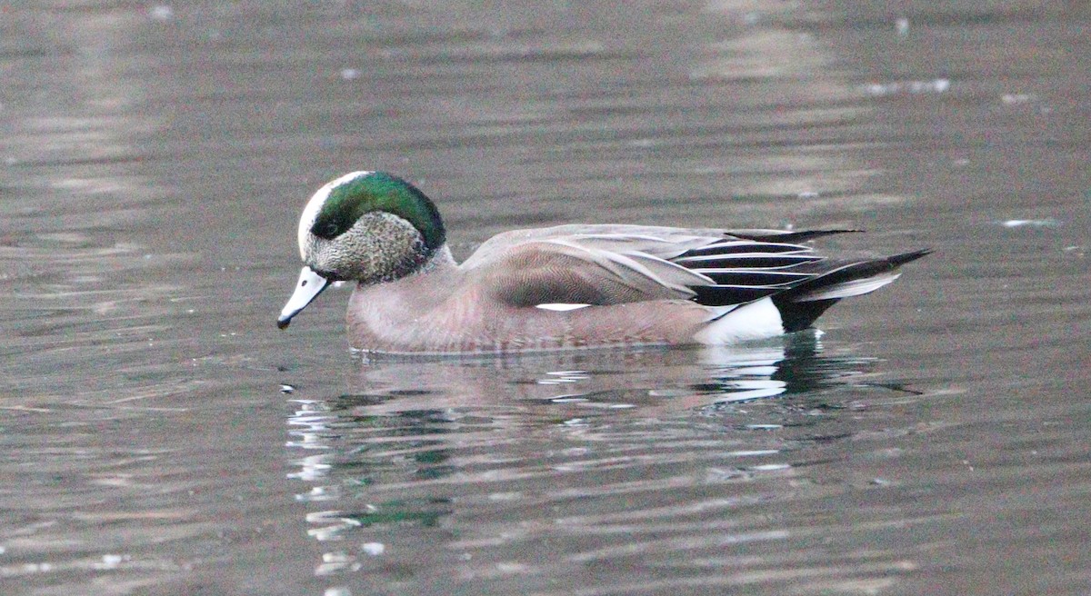 American Wigeon - ML627749489