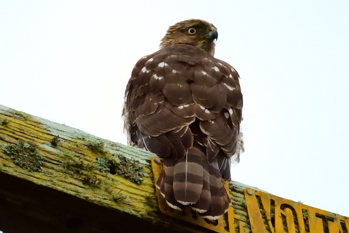 Cooper's Hawk - ML627749504