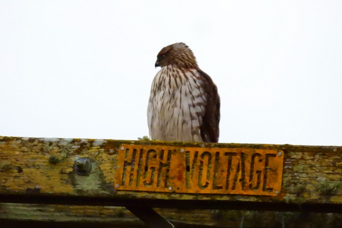 Cooper's Hawk - ML627749505