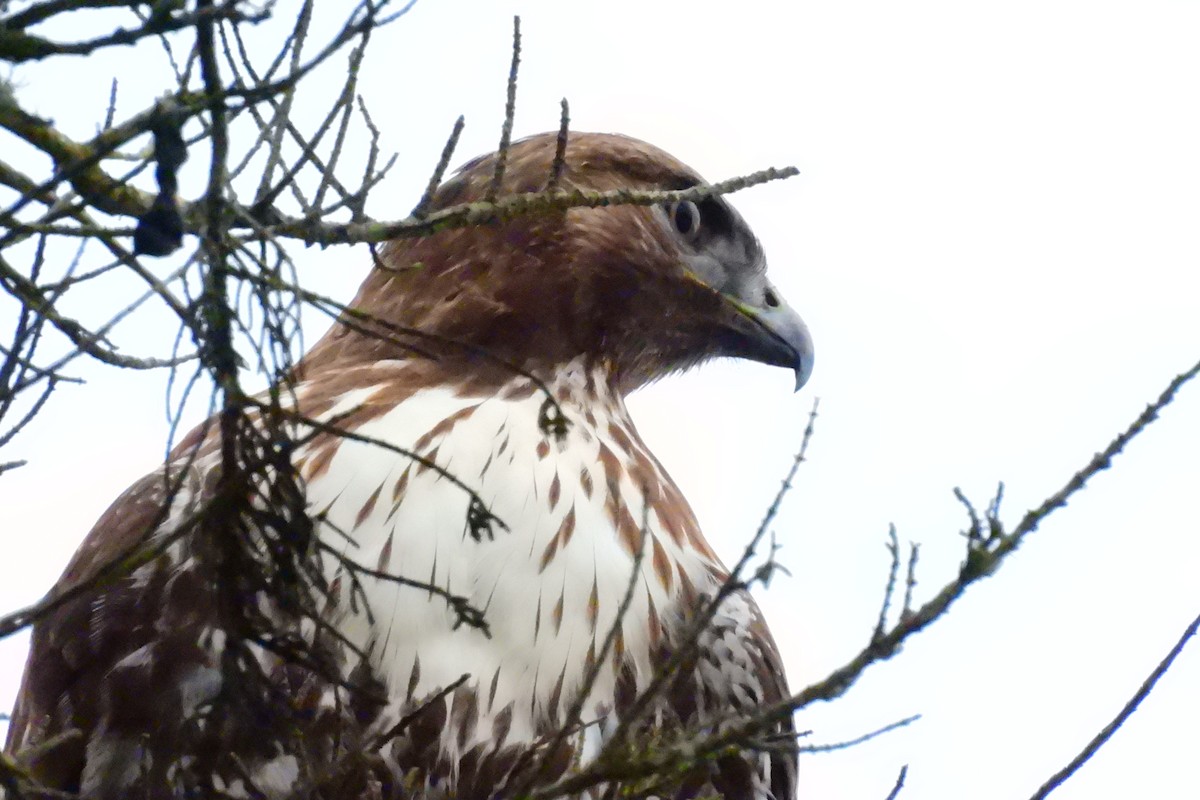 Red-tailed Hawk - ML627749543