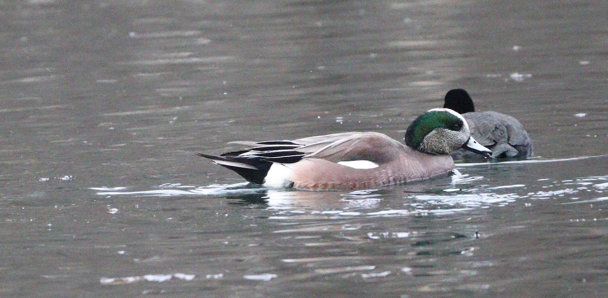 American Wigeon - ML627749544