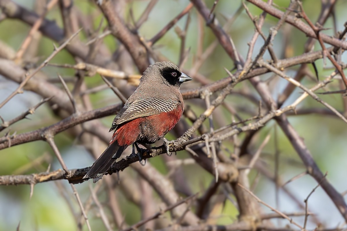 Black-faced Waxbill - ML627749548