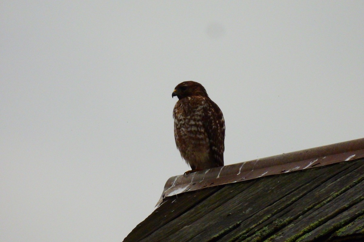 Red-shouldered Hawk - ML627749550