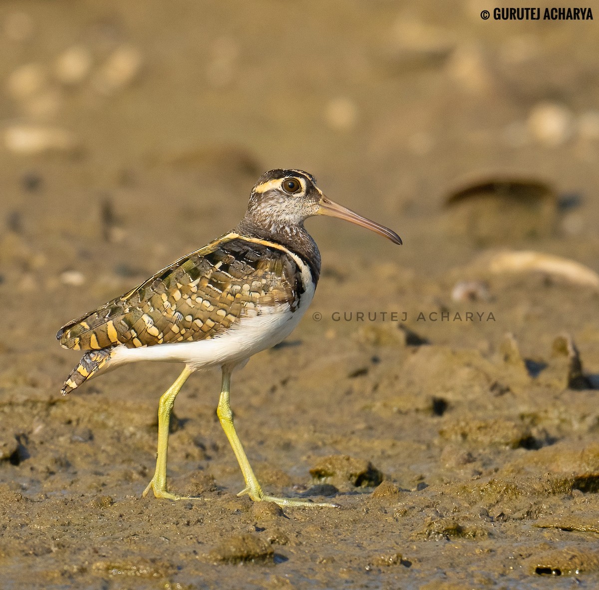Greater Painted-Snipe - ML627749641