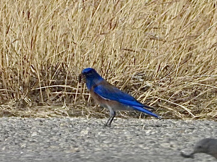 Western Bluebird - ML627749647