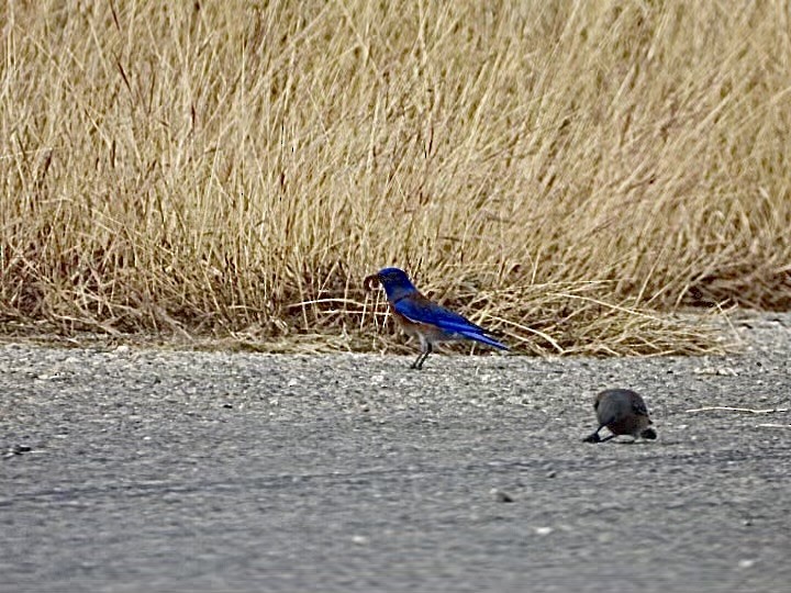 Western Bluebird - ML627749648