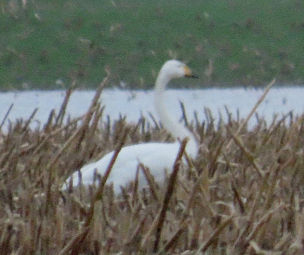 ברבור שר - ML627749705