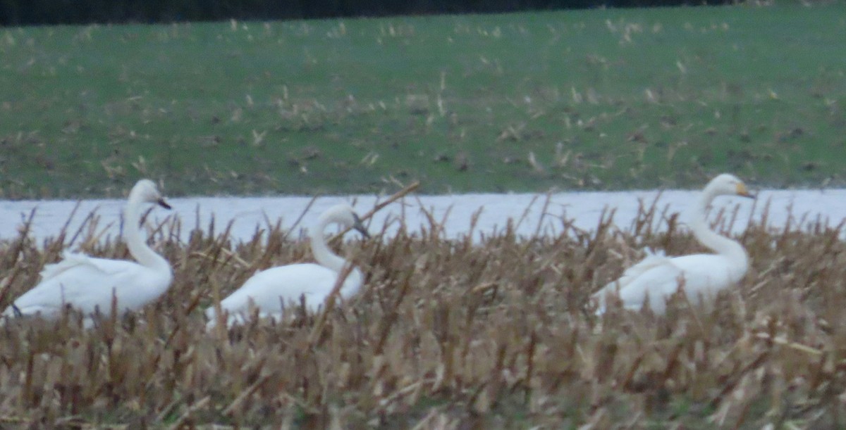 ברבור שר - ML627749706
