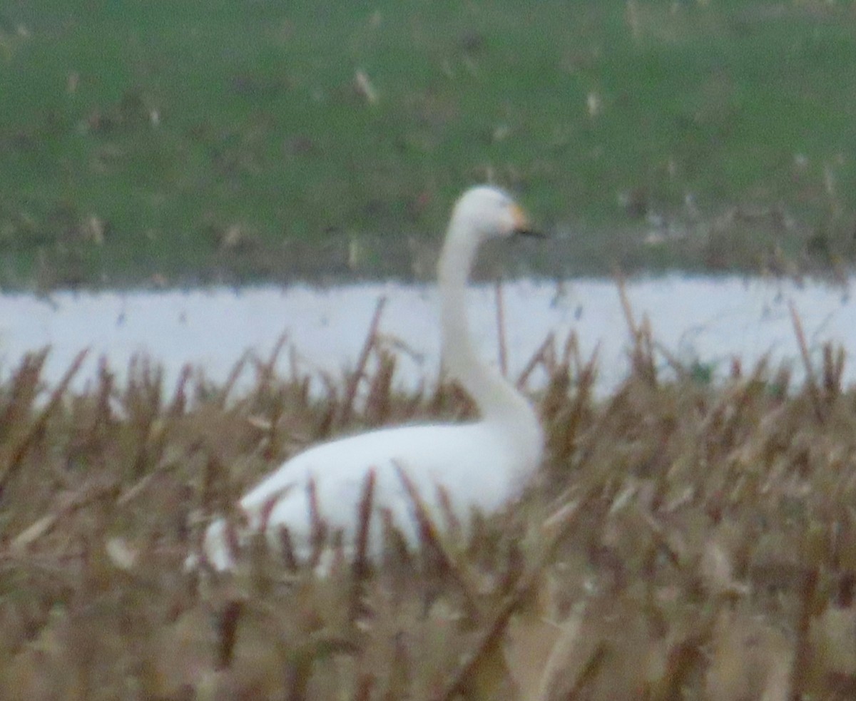 ברבור שר - ML627749707