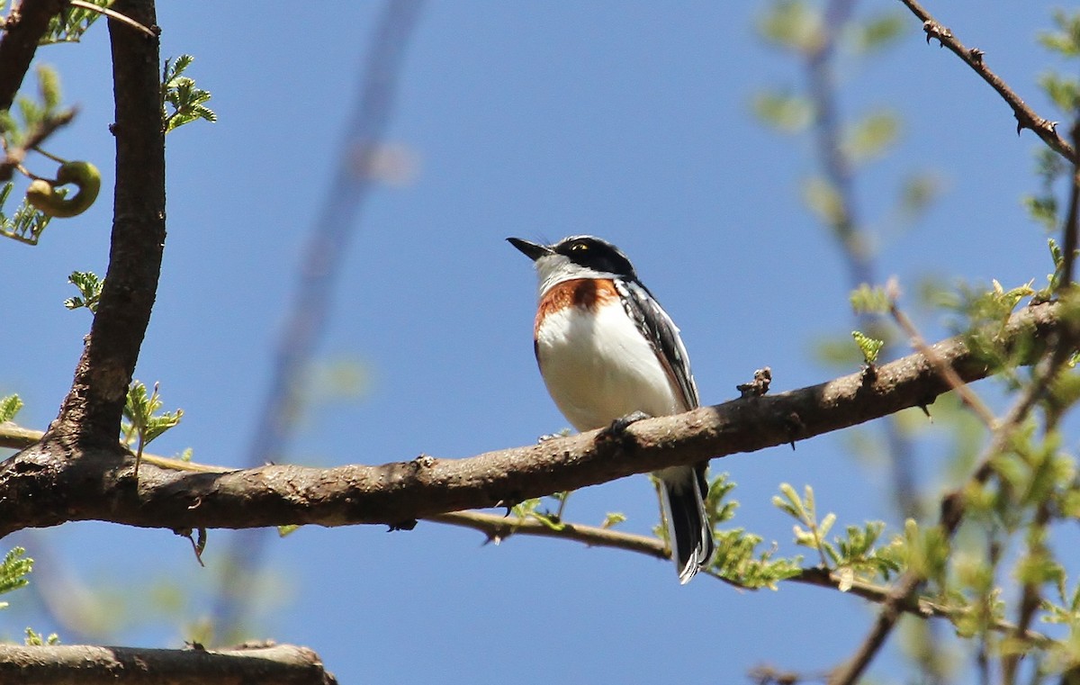 Pygmy Batis - ML627749722