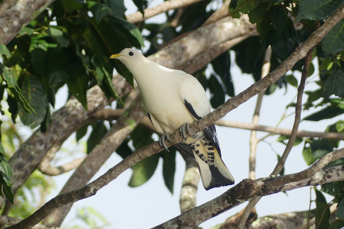 Torresian Imperial-Pigeon - ML627749749