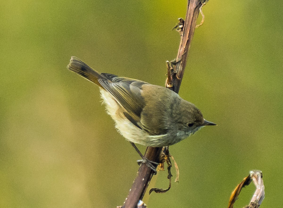 Tasmanian Thornbill - ML627749836